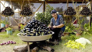 Crispy Brinjal Recipe  Fried Eggplant  Caucasian Country Life  Old Lady Cooking [upl. by Millman716]