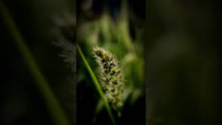 Setaria grass 🌿📸canonAmazing canon shortfeed shortsyoutube [upl. by Uriel]