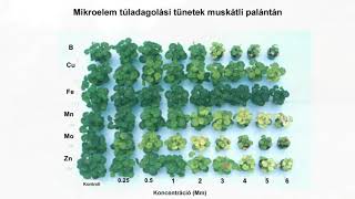 A fahamu felhasználása tápanyag utánpótlásra [upl. by Raimondo756]