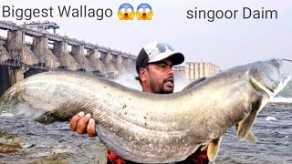 Biggest Wallago Fish  How To catch Pathan Fish  Big Wallago Attu catfish hunting  Fishing Videos [upl. by Sirovat81]