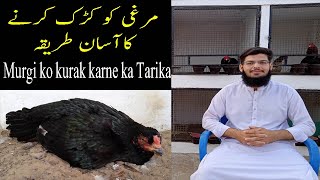 Murgi ko Kurak karne ka Tarika  How to make your hen broody  Kashif Khan Aseel  23 April 2022 [upl. by Ermeena]