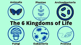 one to six kingdom Classification with details taxonomy guide six kingdoms plant kingdom [upl. by Trammel207]