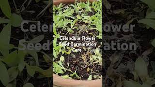 Calendula Flower Seed Germination Care seeds farming horticulture calendula seed [upl. by Leuqar]