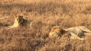 Two kambula males at manyeletiMohawk Avoca and Black dam male and Nkuhumas southern Avoca at west [upl. by Jaclin]