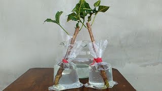 Croton Plant Propagation by Cuttings with Water [upl. by Niltyak]