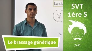 SVT  Terminale  Le brassage génétique et le maintien des caractéristiques de chaque espèce [upl. by Anadal]