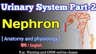 Nephron  Urinary System part2  Microscopic structure of Kidney  Anatomy and physiology 1st year [upl. by Anaibaf175]