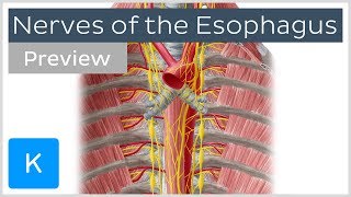 Nerves of the esophagus preview  Human Anatomy  Kenhub [upl. by Felike]