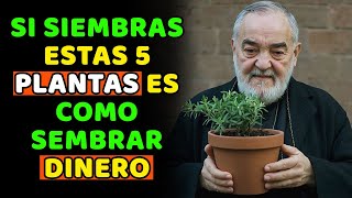 Padre Pío Planta Estas 5 PLANTAS en tu Casa AHORA para atraer mucho Dinero [upl. by Yerd]