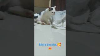 Mera baccha🥰😻catlover cute cat youtubeshorts viralshort shabana Shamsher cats 😍 [upl. by Aknayirp883]