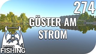 RUSSIAN FISHING 4 274  GÜSTER AM STROM 🎣  PantoffelPlays [upl. by Pelag]