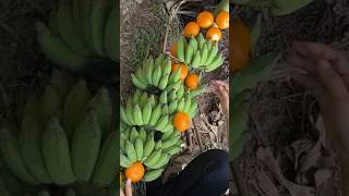 New technique of growing banana plant banana orange farming fruitfarming viral shorts [upl. by Kushner]