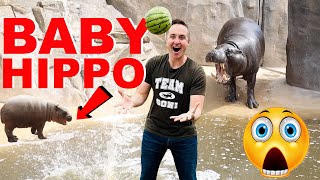 Smuggling Watermelons Into Zoo To Feed Adorable Baby Hippo [upl. by Bevis]