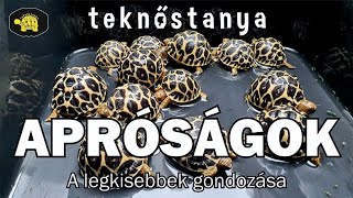 Apróságok  a legkisebbek a kertben [upl. by Lewls]