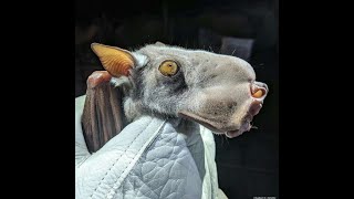 Meet the hammerheaded bat the flying mammal with the head of a puppy [upl. by Findlay717]