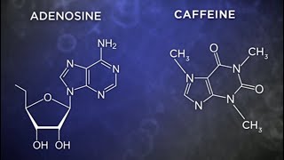 Caffeine causes brain damage activates microglia [upl. by Tremayne]