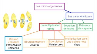 Les microbes ou microorganismes SVT 3AC [upl. by Stafani284]