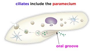 Unicellular Life Part 2 Archaea and Protists [upl. by Nuhsed627]