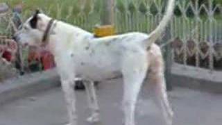 Bully Kutta pakistan gullterr [upl. by Aznecniv]