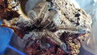 Avicularia CareA few critical points [upl. by Hsak]