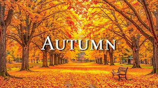 Beautiful Autumn Scenic Landscape 🍁 Relaxing Music That Heals the Heart amp Blood Vessels [upl. by Nosyla]