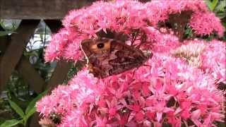 quotDie Rostbindeein seltener Schmetterling im Gartenquot Ein Video von Karin Schmökel [upl. by Kila]