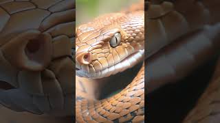 AI Stock Video Brown Snake ai stockvideo snake wildlife video snakevideo snake vipersnake [upl. by Wickner]