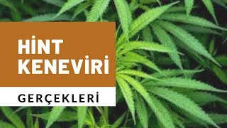 Hint Keneviri Gerçekleri Kenevir Haşhaş Esrar Serdar Akgün Sağlık Videoları [upl. by Gary]