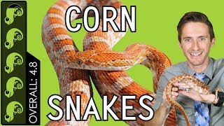 Corn Snake The Best Pet Reptile [upl. by Aniale]