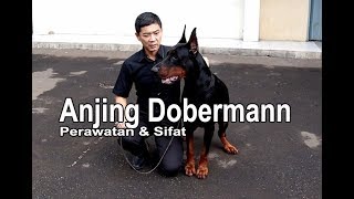 Perawatan amp Sifat Anjing Dobermann Bersama William Soedharman quotDockermann Kennelquot [upl. by Osborne]