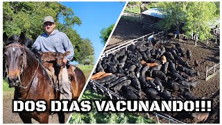 VACUNACIÓN de GANADERIA  ARREANDO los ANIMALES hasta el CORRAL  MFrancou [upl. by Sugar]