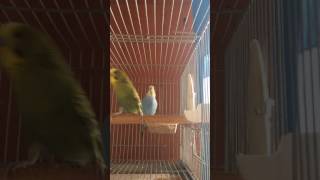 Il canto della cocorita 🦅 The song of the parakeet [upl. by Nahtiek]