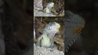 Iguane de guadeloupe guadeloupe gosier love travel [upl. by Kallick304]