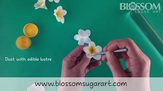 Making a frangipani  plumeria flower  Quick and Easy [upl. by Oeak313]