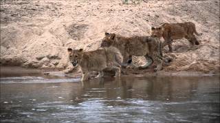 Three lion cubs from MalaMala Game Reserve cross the Sand River while a hungry crocodile lurks [upl. by Anawik981]