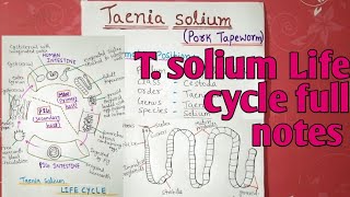 Taenia solium Life cycle  full notes explain in hindi [upl. by Sirod]