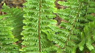 Dryopteris crassirhizoma [upl. by Wit]