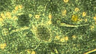 Amazing microscopic Video Contractile Vacuoles in Paramecium Caudata [upl. by Devlen]