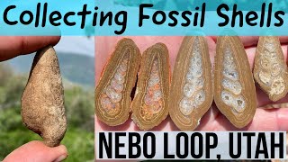 Collecting Fossil Shells in Utahs Nebo Loop [upl. by Tedman]