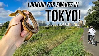 I Found a Snake in the Worlds Biggest City Field Herping Japan [upl. by Kceb832]