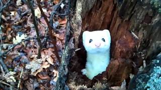 ErmineStoat in a Tree  Cute [upl. by Atsirtal]