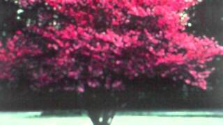 Redbud Trees For Sale 189 at Tn Tree Nursery [upl. by Ayela]