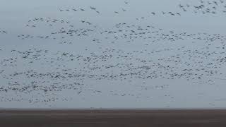 Pinkfooted Goose Spectacular The Wash 3rd December 2018 [upl. by Akiras362]