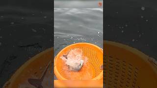 Trevally Fish Caught Using Live Mackerel Fish fishing fishingvideo fishtime [upl. by Eilraep]