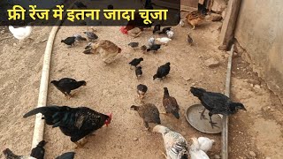 फ्री रेंज में क्यो चूजे होते हैं तन्दरुस्त  Deshi murgi palan  free range poultry farming [upl. by Onid]