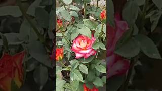 Best Flowering Tips for Rose Plant  Rose Plant Care  Gulab Ki Care [upl. by Elmo]