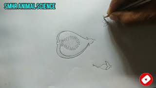 hypanthodium  how to draw hypanthodium  botanyrecordwork  botanypracticalrecordwork  botany [upl. by Sassan]