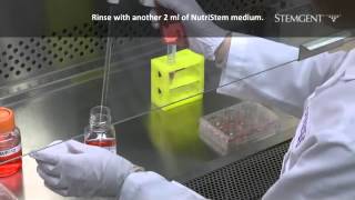 Pluripotent Stem cell culture in NutriStem® XFFF [upl. by Adnilrev56]