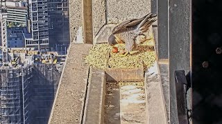 367 Collins St Falcons Mum Welcomes Egg 2 🥚🥚 with a Whole Lotta Rocking amp Pushing 🚚 2024 Aug 28 [upl. by Cychosz]