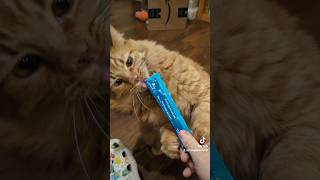 Hes bonkers for ANY squeezie treat 😆🥰 furbaby catlover cattreats goodboy orangecat gingercat [upl. by Lindi232]